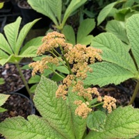 Rodgersia aesculifolia 
